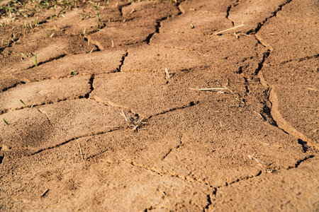 Dry and cracked agricultural field. Wheat grows in dry soil. Water shortage and drought concept.