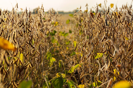 Mature soybean plants are visible in a field, indicating readiness for harvest during the growing season. The landscape reflects agricultural growth.の写真素材