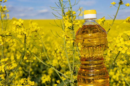 Bright yellow rapeseed flowers flourish across expansive fields, with a plastic bottle of canola oil prominently placed in the foreground.の写真素材