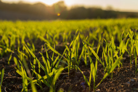 Wheat sprouts emerge from the soil in a green meadow, basking in warm sunlight during the winter...