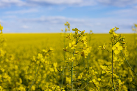 Vibrant canola flowers stretch across a large field, showcasing nature's beauty under a clear blue sky during spring.の写真素材