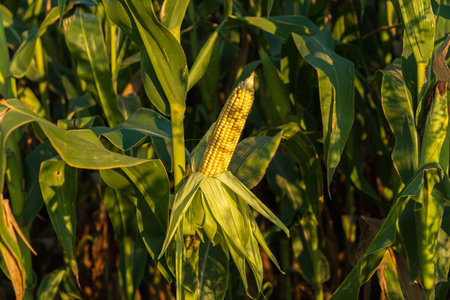 A single ear of corn hangs among tall green plants, illuminated by warm sunlight in a vibrant agricultural landscape.の写真素材