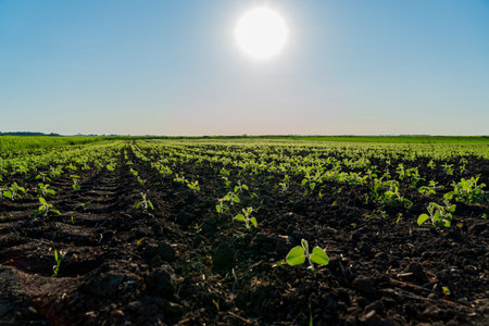 Young soybean plants are thriving in orderly rows in an expansive field under a clear blue sky and...