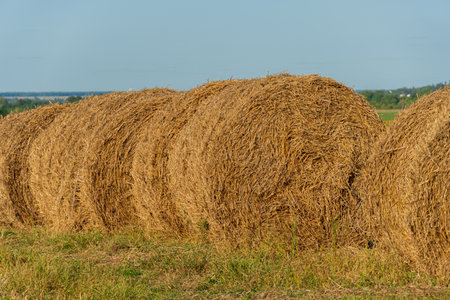 Large round hay bales are neatly arranged in a vast field under a clear sky, highlighting the beauty...