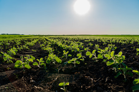 Rows of healthy soybean plants grow vigorously in a sunlit field with clear blue skies.