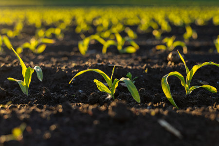 Young maize plants emerge from the dark soil, absorbing sunlight in a vibrant agricultural field during the early growing season.の写真素材
