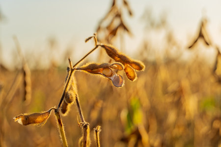 Ripe soybean pods dangle from a plant in a field during the golden hour of autumn, showcasing their mature state ready for harvest.の写真素材