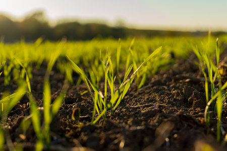New wheat sprouts rise from the earth, reflecting the beauty of winter's growth in a lush green field during early morning light.の写真素材