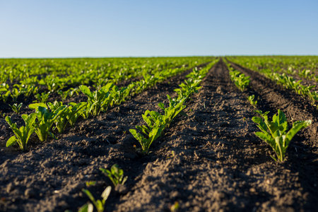 Young sugar beet plants grow in straight rows, nurtured by fertile soil, signaling a successful farming season in spring.の写真素材