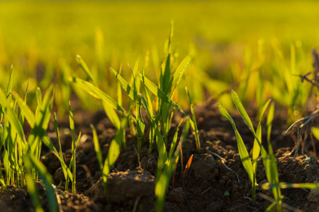 Young winter wheat sprouts emerge from fertile soil in a field, basking in warm sunlight during the growth phase of the season.の写真素材