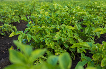 Rows of green potato plants thrive in a rural agricultural field, showcasing healthy growth and...