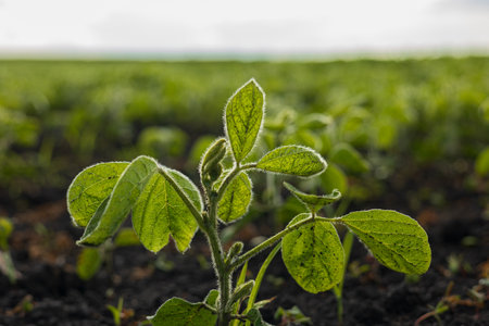 Young soybean plants thrive in a verdant field, showcasing vibrant leaves surrounded by rows of...
