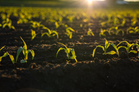 Bright green corn sprouts emerge from dark soil under warm sunlight, indicating healthy growth in a rural farmland setting.の写真素材