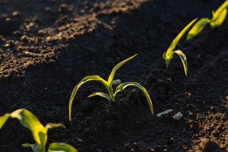 Fresh corn sprouts are seen breaking through moist soil in a peaceful agricultural setting,...