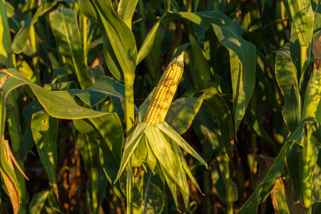Bright corn plants stand tall, their golden cobs reflecting the warm sunlight as the day transitions to evening.の写真素材