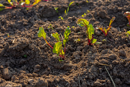 Sugar beet plants emerge from rich soil, thriving in a sunlit environment, showcasing healthy green...