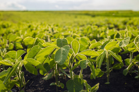 Young soybean plants flourish in a fertile field under a vibrant blue sky, showcasing healthy leaves and robust growth.の写真素材