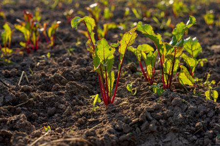 Sunlight illuminates young sugar beet plants emerging from rich, dark soil in a vibrant agricultural landscape during the afternoon.の写真素材