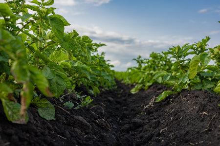 Rich green potato plants stretch across fertile soil, basking in the soft light of the late...