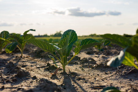 Cabbage plants sprout from rich soil in a farm field, thriving under the warm sunlight and clear skies.の写真素材