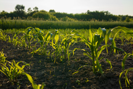 Young corn plants stretch towards the sunlight, breaking through the earth in a lush field surrounded by greenery in the early morning.の写真素材
