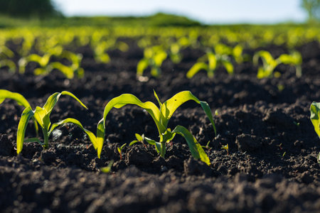 Young corn plants stretch upward, basking in sunshine, with a backdrop of fertile land creating a...