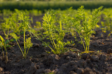 Lush green carrot tops emerge from rich soil, thriving in a vibrant vegetable garden on a sunny day.の写真素材