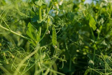 Lush green pea plants thrive in a garden, showcasing their delicate pods and leaves under the warm...
