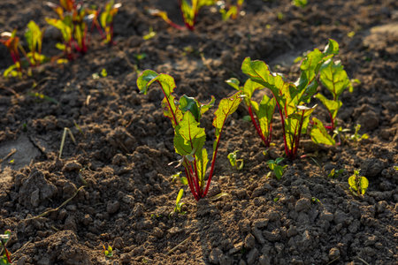 Young beet plants emerge from the rich soil, thriving under the warmth of the sun, a testament to successful farming practices.の写真素材