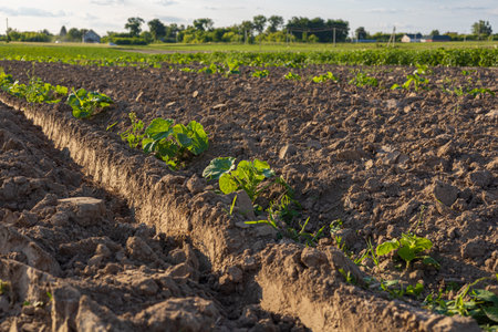 Green pumpkin plants emerge from rich soil in a sprawling field, basking in the warm afternoon sunlight and thriving in the countryside.の写真素材