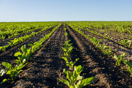 Rows of flourishing sugar beet seedlings stretch across the field, reaching toward the endless blue sky on a sunny day.の写真素材