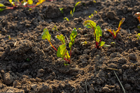 Young beetroot plants emerge from fertile soil, basking in sunlight on a sunny day. The vibrant greens contrast with the earth.の写真素材