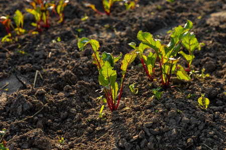 Beetroot plants are emerging from dark, fertile soil and basking in warm sunlight on a local farm...