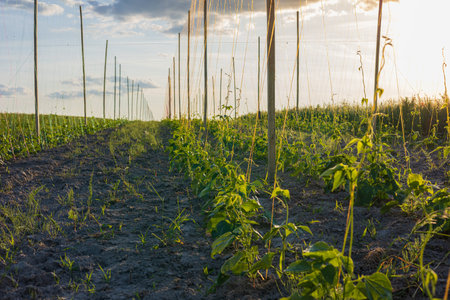 Beans are thriving in a sprawling field, supported by trellises, under a vibrant sky at sunset, showcasing agricultural growth and vitality.の写真素材