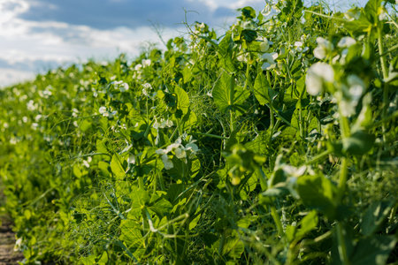 Lush green pea plants thrive under a bright sky, with clusters of blooming flowers and developing pods visible throughout the garden.の写真素材