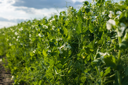 Lush pea plants with delicate white flowers thrive in a sunlit field, reflecting the beauty of late spring growth and agricultural abundance.の写真素材
