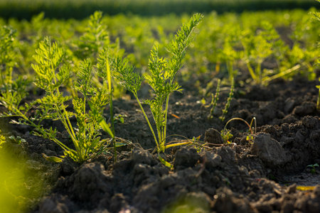 Carrots thrive in rich soil, stretching their green leaves upward in a well-maintained garden on a sunny day.の写真素材
