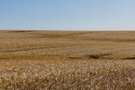 A vast expanse of golden barley sways gently in the breeze, under a bright blue sky, showcasing the tranquility of farmland.の写真素材