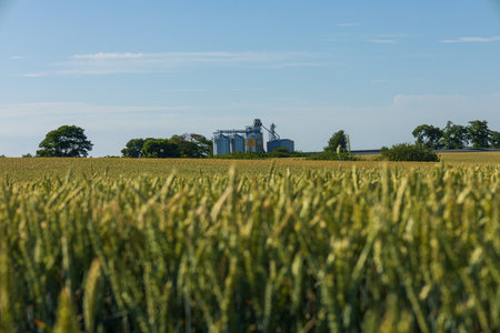Tall wheat stalks sway gently in the breeze, framing a modern grain storage facility under a bright blue sky.の写真素材