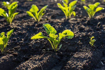 Healthy spinach seedlings thrive in rich soil, basking in sunlight on a farm, showcasing new growth...