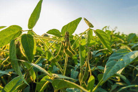 Soybean plants thrive in a lush green field, basking in bright sunlight, showcasing healthy pods and...