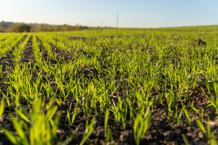 Bright green seedlings sprout from rich soil in a wide field under a clear blue sky on a sunny...