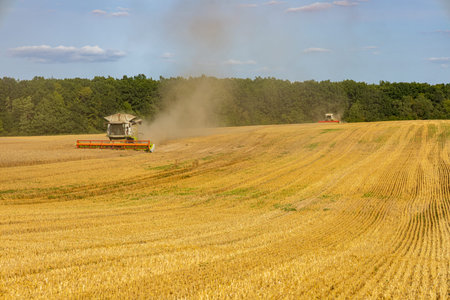 Two combine harvesters actively harvest crops from a vast golden field under a blue sky and gentle...