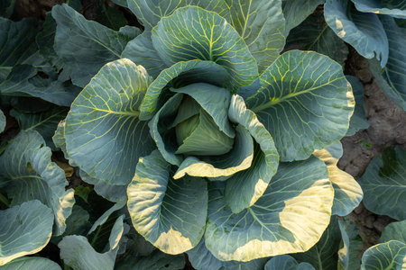 Cabbage plant thrives in a well-tended field, displaying vibrant leaves catching sunlight and...