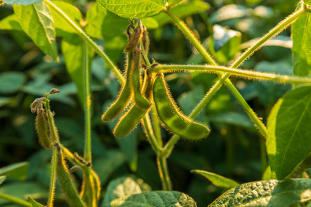 Soybean pods and stems are visible, still on the plant, growing in a field. The sunlight highlights...