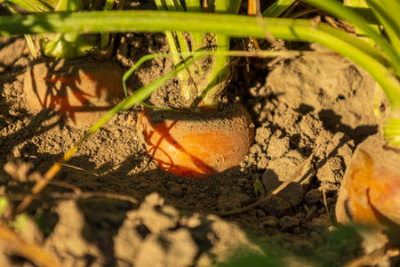 Fresh carrots are partially exposed in the soil, basking in warm sunlight during a vibrant afternoon...
