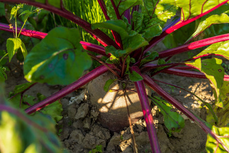 A beetroot is developing in rich soil, surrounded by green leaves, with sunlight creating striking...