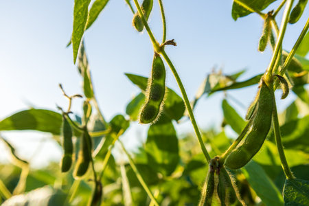 Close-up view of green soybean pods developing on plants, set against a clear sky, showcasing growth and harvesting potential.の写真素材