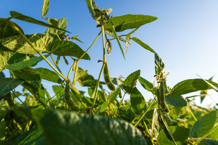 Healthy soybean plants thrive with green leaves and pods, basking in the golden hour light of a clear sky in a rural area.の写真素材