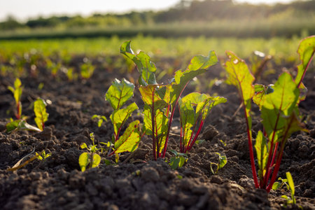 Young beet plants sprout from rich soil under warm sunlight, showcasing lush green leaves and bright...
